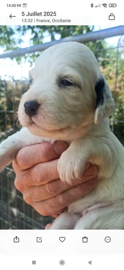 Du Pré Aux Ombrages Juglans - Chiots disponibles - Setter Anglais