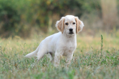 CHIOT