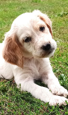 CHIOT