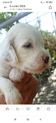 CHIOT