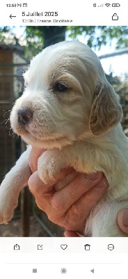 CHIOT