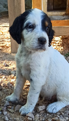 CHIOT
