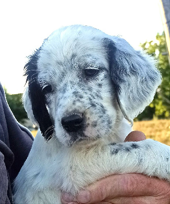 CHIOT