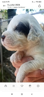 CHIOT