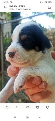 CHIOT