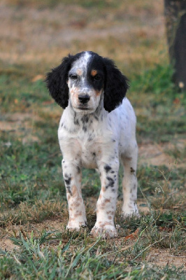 CHIOT