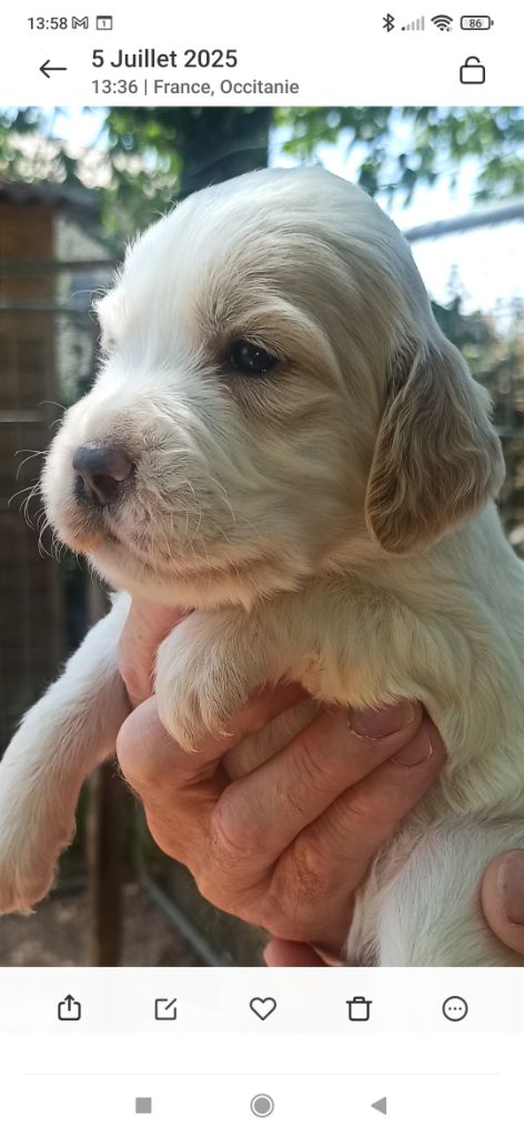 Du Pré Aux Ombrages Juglans - Chiots disponibles - Setter Anglais