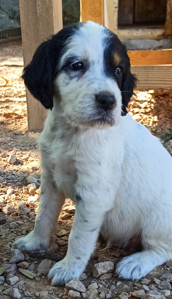 Du Pré Aux Ombrages Juglans - Chiots disponibles - Setter Anglais