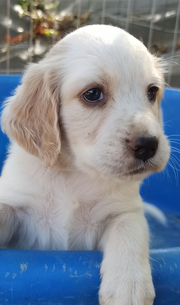 Du Pré Aux Ombrages Juglans - Chiots disponibles - Setter Anglais